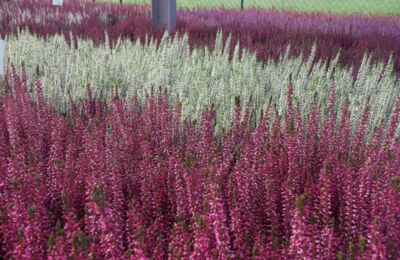 Blumen Kuhnt - frisch aus unserer Gärtnerei: Heide in allen Varianten
